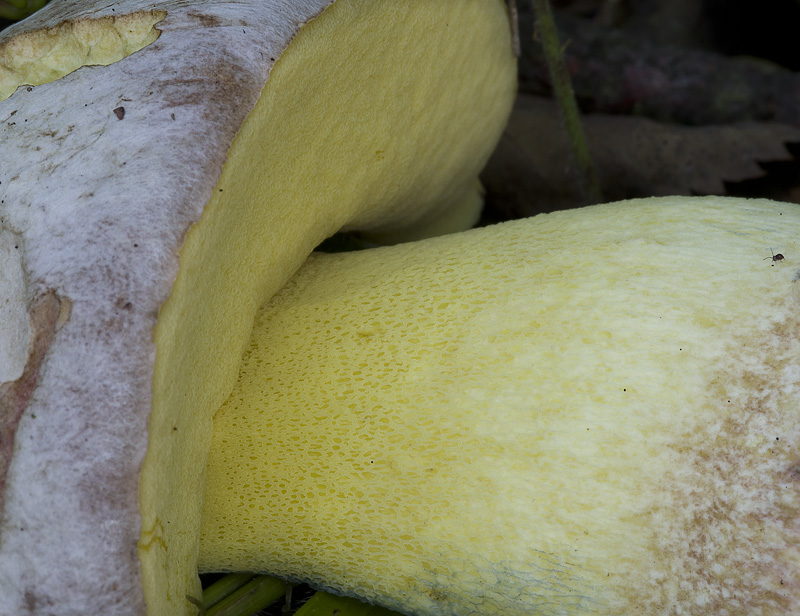 Boletus fechtneri